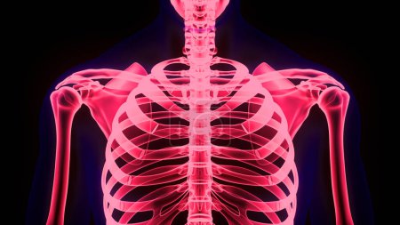 Foto de Sistema esquelético humano Jaula de costillas Anatomía de las articulaciones óseas. 3D - Imagen libre de derechos