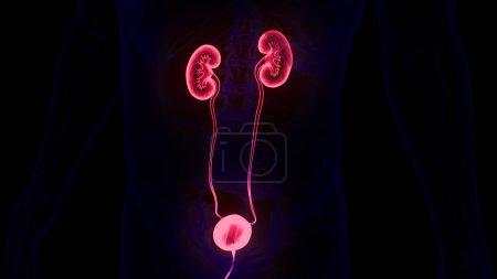 Photo for Human Urinary System Kidneys with Bladder Anatomy. 3D - Royalty Free Image