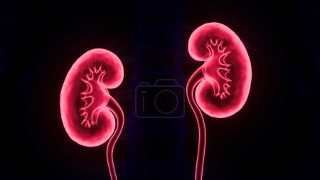 Photo for Human Urinary System Kidneys Anatomy. 3D - Royalty Free Image