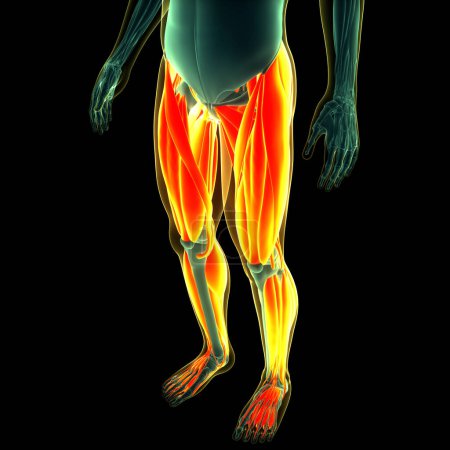 Téléchargez les photos : Système musculaire humain Anatomie des muscles des jambes. 3D - en image libre de droit