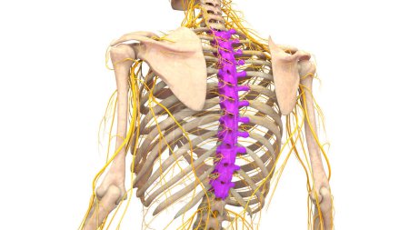 Photo for Spinal Cord Vertebral Column Thoracic Vertebrae of Human Skeleton System Anatomy. 3D - Royalty Free Image