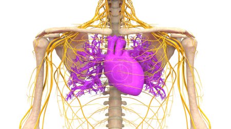 Téléchargez les photos : Système circulatoire humain Anatomie cardiaque. 3D - en image libre de droit