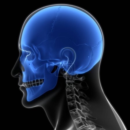 Photo for Human Skeleton System Skull Bone Joints Anatomy. 3D - Royalty Free Image
