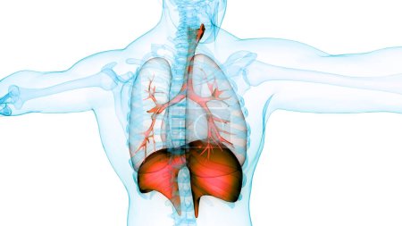 Foto de Pulmones del sistema respiratorio humano con anatomía del diafragma. 3D - Imagen libre de derechos