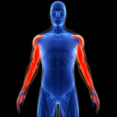 Téléchargez les photos : Système musculaire humain Mains Anatomie des muscles. 3D - en image libre de droit