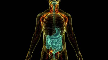 Téléchargez les photos : Système digestif humain anatomie de l'estomac. 3D - en image libre de droit