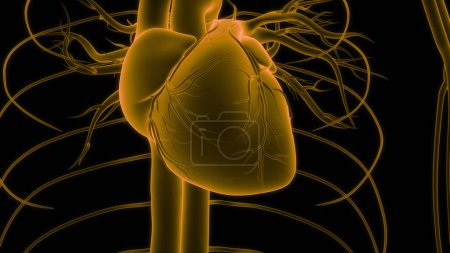 Photo for Human Circulatory System Heart Anatomy. 3D - Royalty Free Image