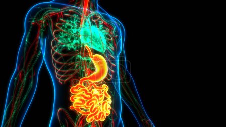 Foto de Corazón humano y estómago del sistema digestivo con anatomía del intestino delgado. 3D - Imagen libre de derechos