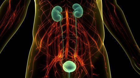 Photo for Human Urinary System Kidneys with Bladder Anatomy. 3D - Royalty Free Image