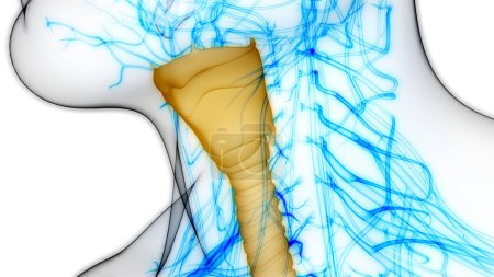 Foto de Human Respiratory System Larynx and Pharynx Anatomy (en inglés). 3D - Imagen libre de derechos