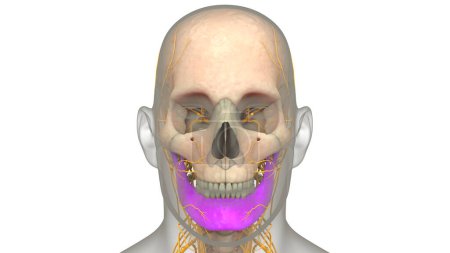 Téléchargez les photos : Système squelettique humain Pièces d'os de crâne Anatomie mandibule. 3D - en image libre de droit