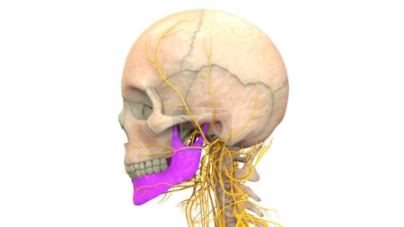 Photo for Human Skeleton System Skull Bone Parts Mandible Anatomy. 3D - Royalty Free Image