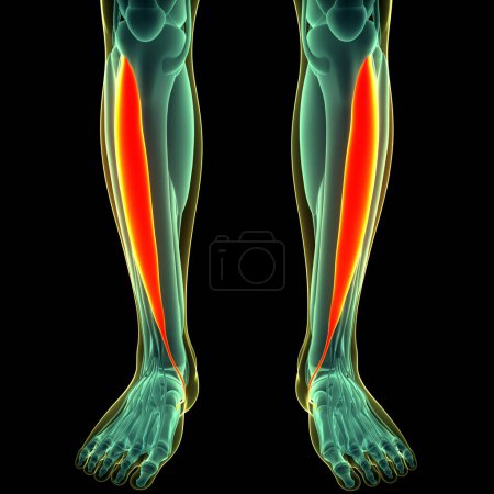 Photo for Human Muscular System Legs Muscles Tibialis Anterior Muscles Anatomy. 3D - Royalty Free Image