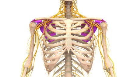 Human Skeleton System Pectoral (Shoulder) Girdle Bone Joints Anatomy. 3D