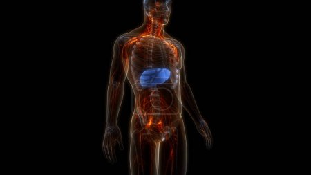 Téléchargez les photos : Organe digestif interne humain Anatomie du foie. 3D - en image libre de droit