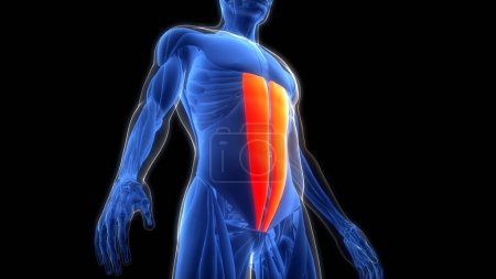 Foto de Sistema Muscular Humano Músculos del Torso Anatomía Muscular del recto abdominal. 3D - Imagen libre de derechos