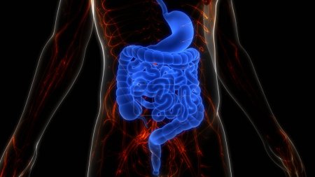 Foto de Anatomía del estómago del sistema digestivo humano. 3D - Imagen libre de derechos