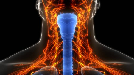 Téléchargez les photos : Appareil respiratoire humain Larynx et anatomie du pharynx. 3D - en image libre de droit