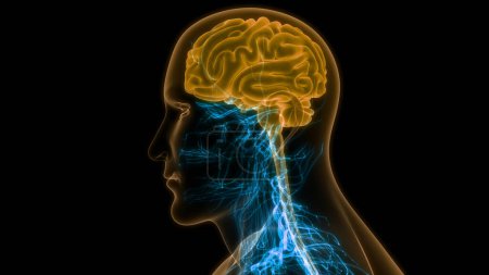 Foto de Anatomía cerebral del sistema nervioso central humano. 3D - Imagen libre de derechos