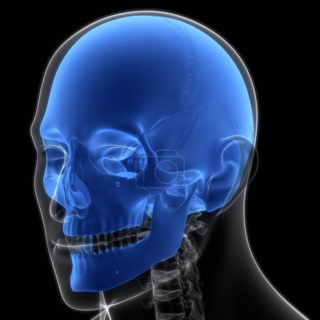 Menschliches Skelettsystem Schädel Knochengelenke Anatomie. 3D