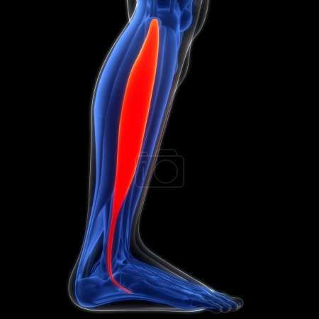 Photo for Human Muscular System Leg Muscles Fibularis Longus Muscles Anatomy. 3D - Royalty Free Image