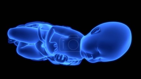 Foto de Feto humano bebé en anatomía del útero. 3D - Imagen libre de derechos