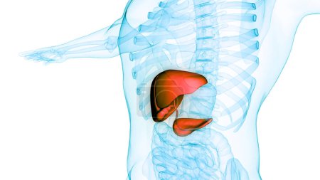 Foto de Human Internal Digestive Organ Liver with Pancreas and Gallbladder Anatomy. 3D - Imagen libre de derechos