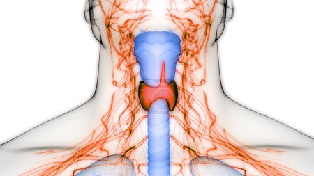 Photo for Human Body Glands Thyroid Gland Anatomy. 3D - Royalty Free Image