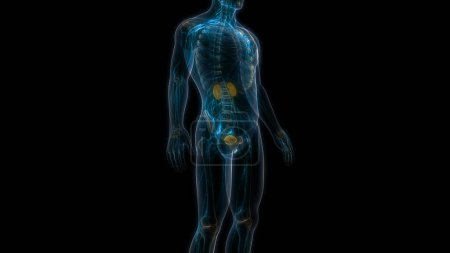 Foto de Riñones del sistema urinario humano con anatomía vesical. 3D - Imagen libre de derechos