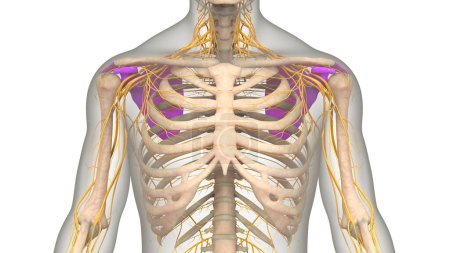Photo for Human Skeleton System Scapula Bones Joints Anatomy. 3D - Royalty Free Image