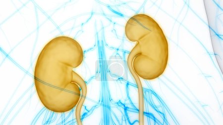 Photo for Human Urinary System Kidneys . 3D - Royalty Free Image