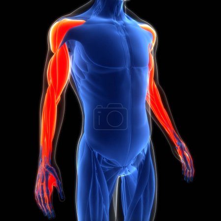 Photo for Human Muscular System Hands Muscles Anatomy. 3D - Royalty Free Image
