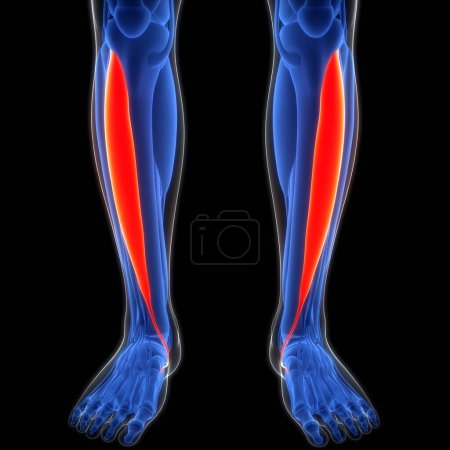 Photo for Human Muscular System Legs Muscles Tibialis Anterior Muscles Anatomy. 3D - Royalty Free Image