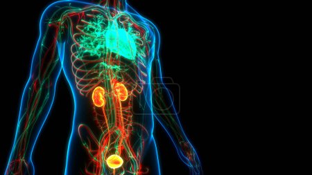 Téléchargez les photos : Système urinaire humain Reins avec anatomie de la vessie et du cœur. 3D - en image libre de droit