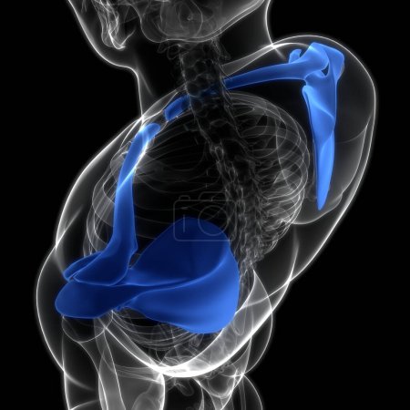Téléchargez les photos : Système squelettique humain Anatomie des articulations osseuses de ceinture pectorale. 3D - en image libre de droit