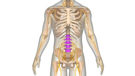 Téléchargez les photos : Colonne vertébrale de la moelle épinière Vertèbres lombaires de l'anatomie du système squelettique humain. 3D - en image libre de droit
