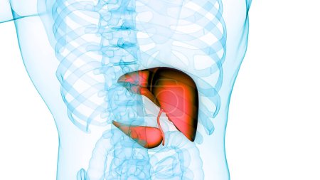 Foto de Human Internal Digestive Organ Liver with Pancreas and Gallbladder Anatomy. 3D - Imagen libre de derechos