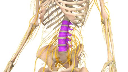 Photo for Spinal Cord Vertebral Column Lumbar Vertebrae of Human Skeleton System Anatomy. 3D - Royalty Free Image