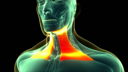 Téléchargez les photos : Anatomie des muscles du cou du corps humain. 3D - en image libre de droit