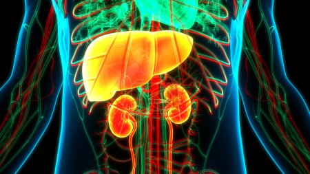 Photo for Human Internal Organs Liver with Urinary System Anatomy. 3D - Royalty Free Image