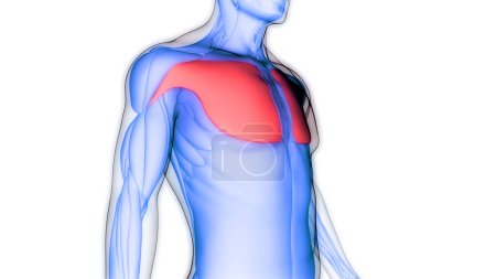 Photo for Human Muscular System Torso Muscles Pectoral Muscles Anatomy. 3D - Royalty Free Image