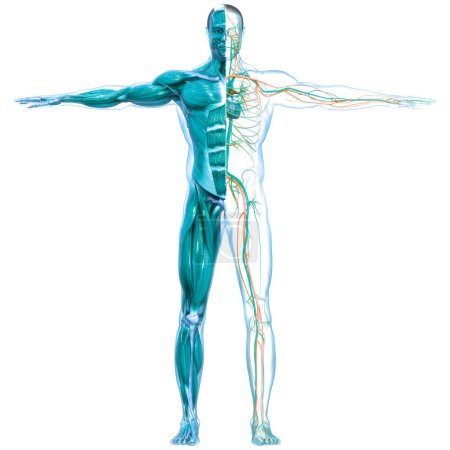 Human Internal System Lymph Nodes Anatomy. 3D