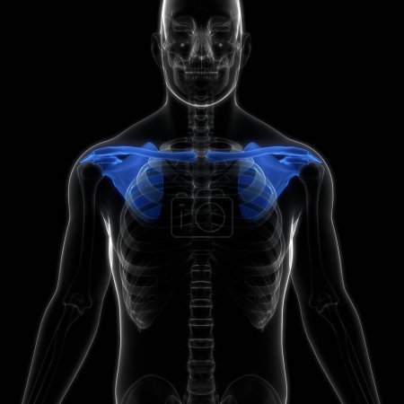 Téléchargez les photos : Système squelettique humain Anatomie des articulations d'os de ceinture pectorale (épaule). 3D - en image libre de droit