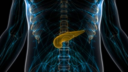 Photo for Human Internal Organs Pancreas with Gallbladder Anatomy. 3D - Royalty Free Image