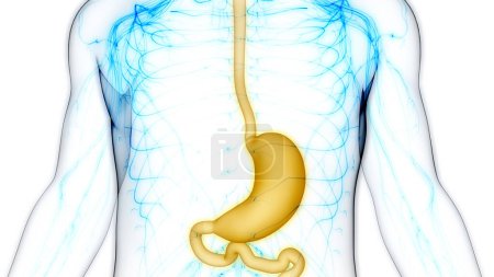 Photo for Human Digestive System Stomach Anatomy. 3D - Royalty Free Image