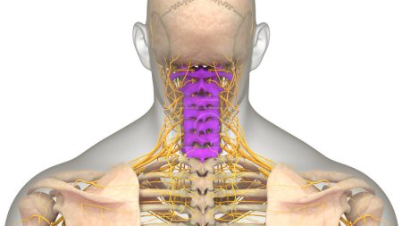 Téléchargez les photos : Anatomie de la moelle épinière (vertèbres cervicales). 3D - Illustration - en image libre de droit