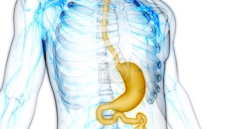 Photo for Human Digestive System Stomach Anatomy. 3D - Royalty Free Image