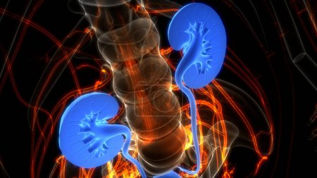 Photo for Human Urinary System Kidneys . 3D - Royalty Free Image
