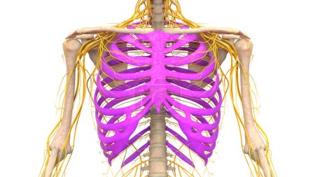 Photo for Human Skeleton System Rib cage Bone Joints Anatomy. 3D - Royalty Free Image