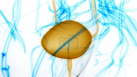 Photo for Human Urinary System Bladder Anatomy. 3D - Royalty Free Image